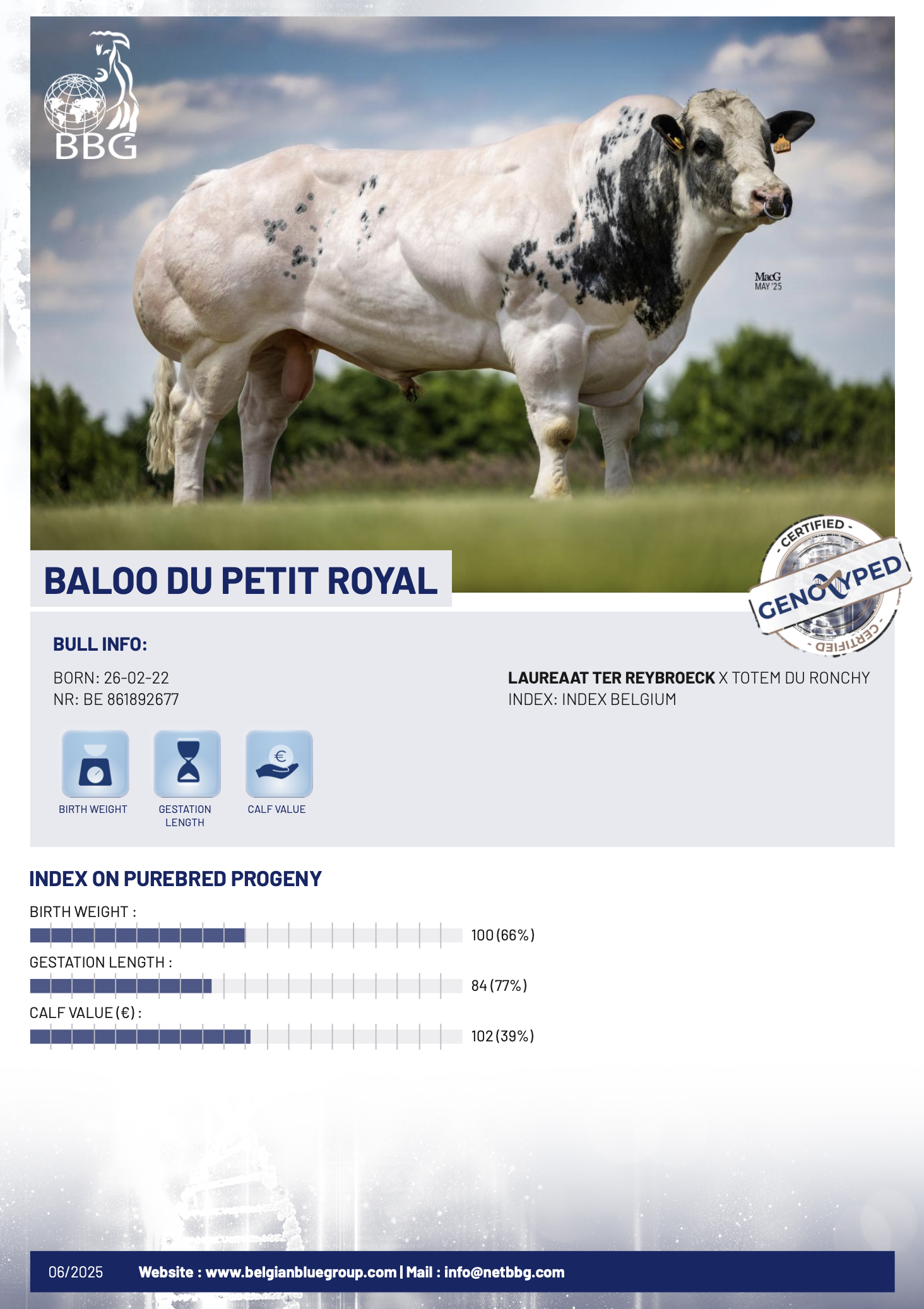 BALOO DU PETIT ROYAL