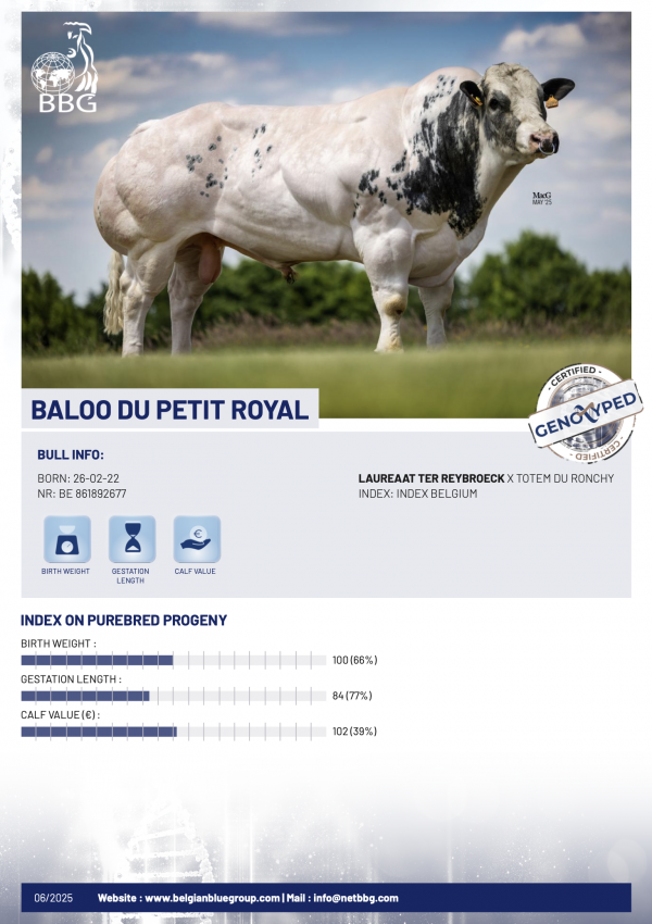 BALOO DU PETIT ROYAL