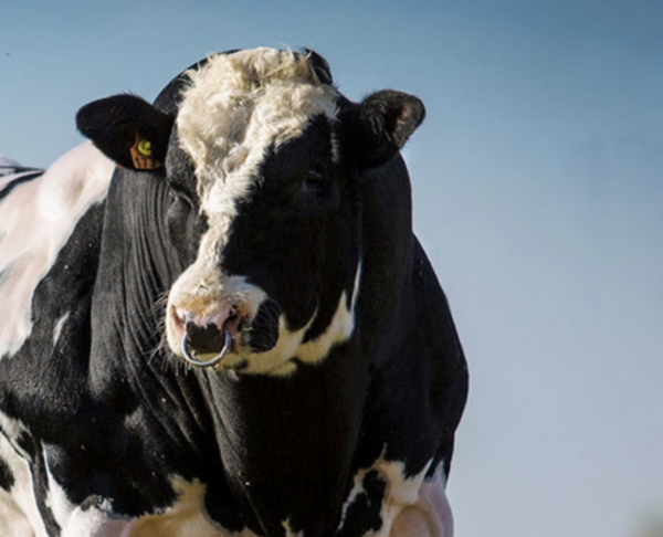 Belgian Blue